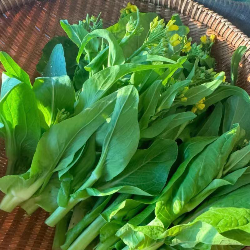 白菜苔白菜芯湖北白菜原产地供应保质保量支持视频