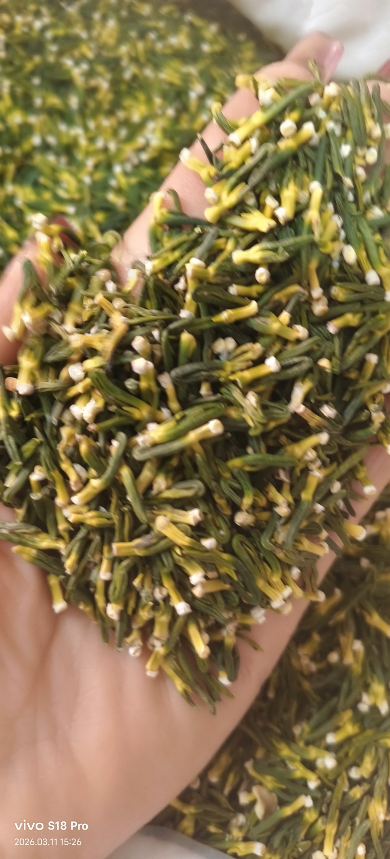 《莲子芯》无硫磺新货精品莲子芯质优价廉