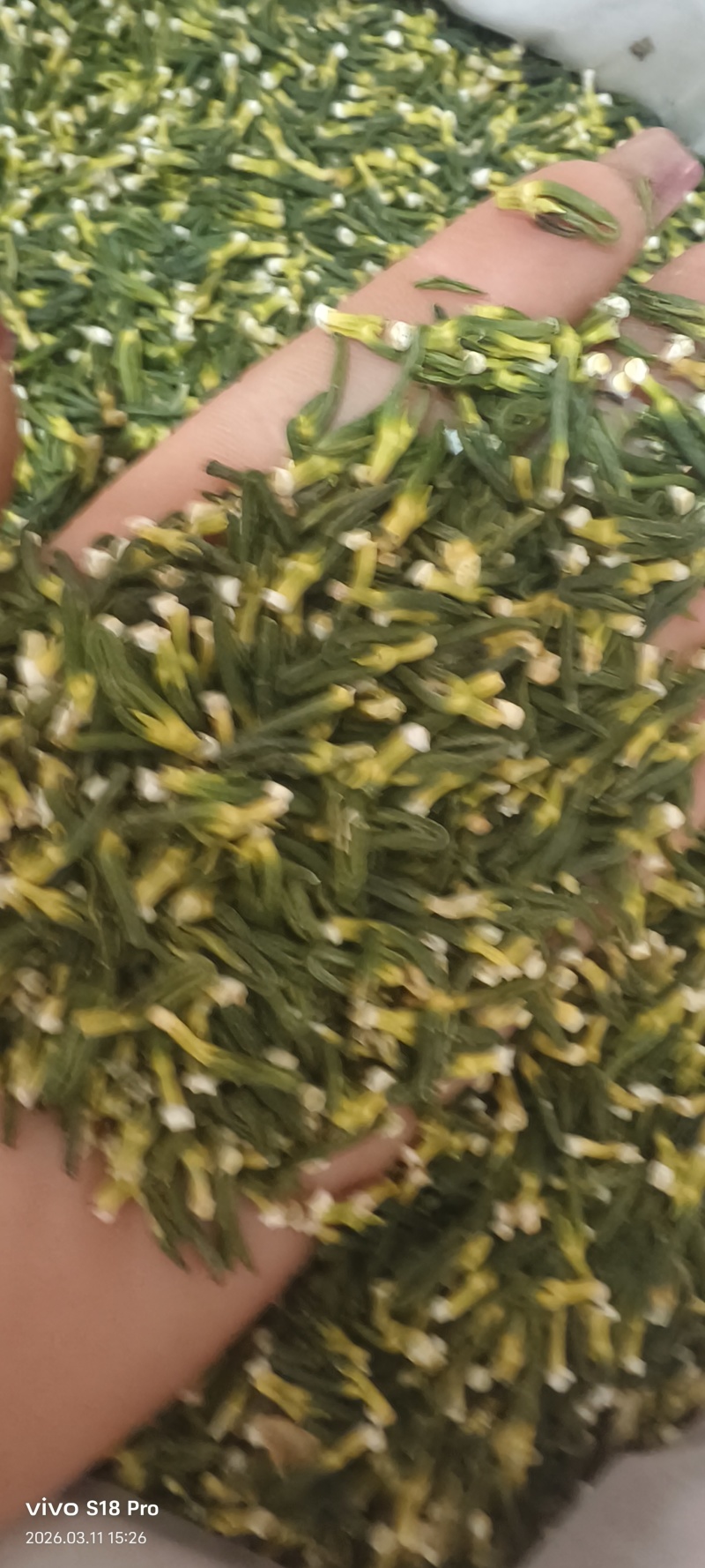 《莲子芯》无硫磺新货精品莲子芯质优价廉