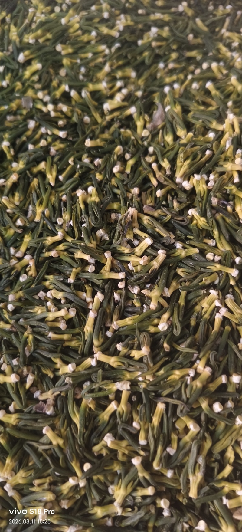 《莲子芯》无硫磺新货精品莲子芯质优价廉