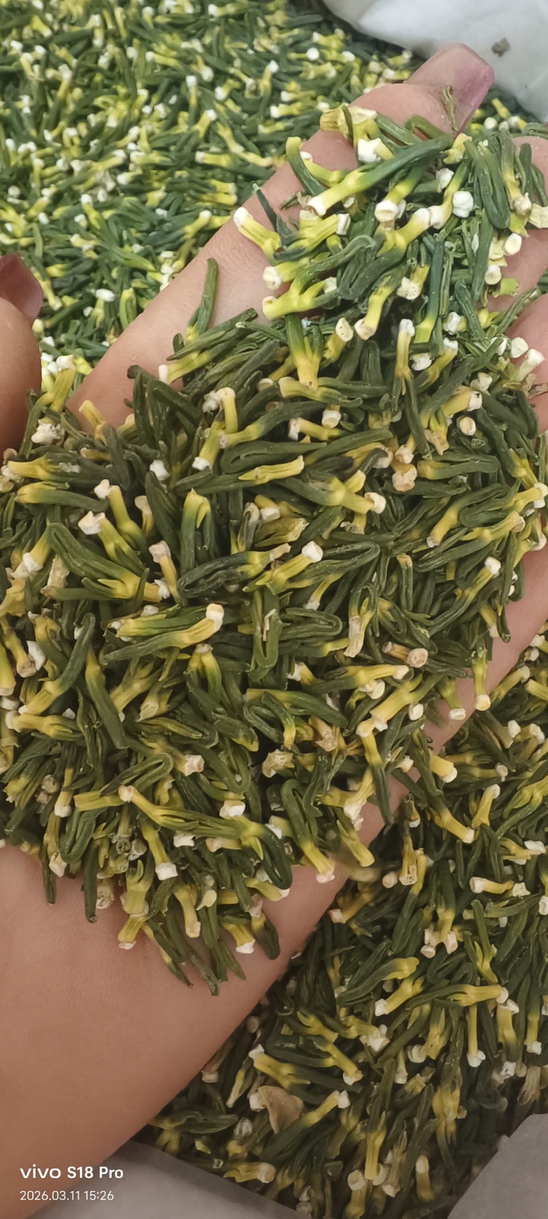 《莲子芯》无硫磺新货精品莲子芯质优价廉