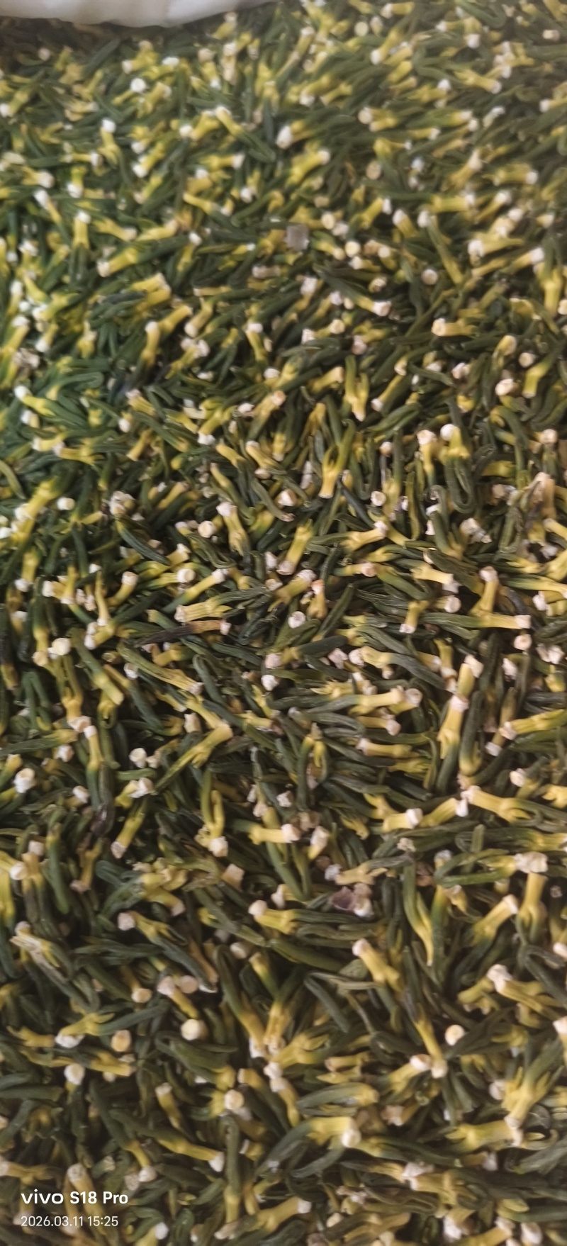 《莲子芯》无硫磺新货精品莲子芯质优价廉