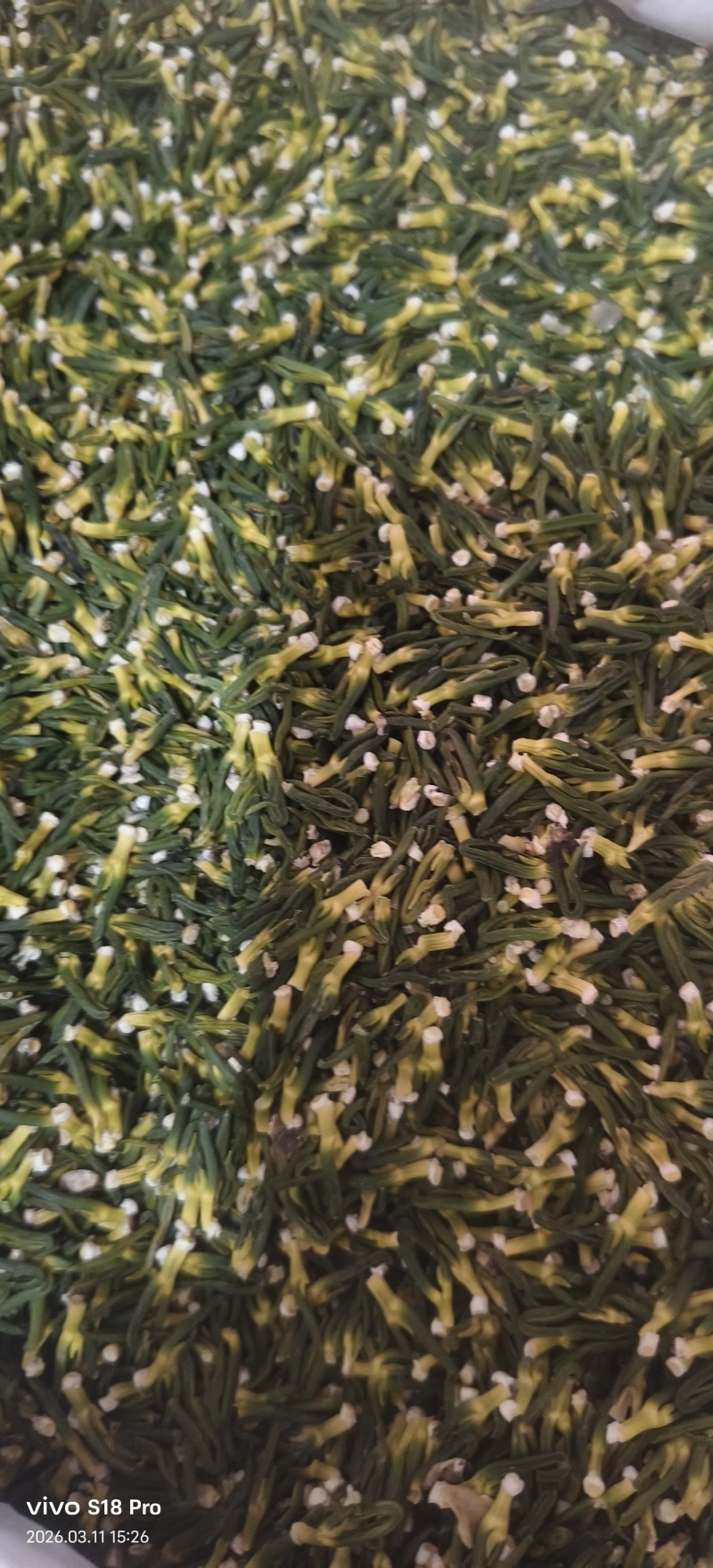 《莲子芯》无硫磺新货精品莲子芯质优价廉