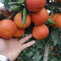 重庆万州玫瑰香橙，血橙，一手货源，对接全国市场，电商。