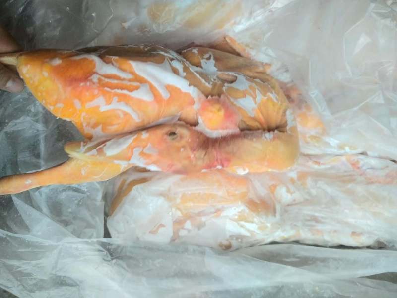 现杀黄皮黄油番鸭红头雁