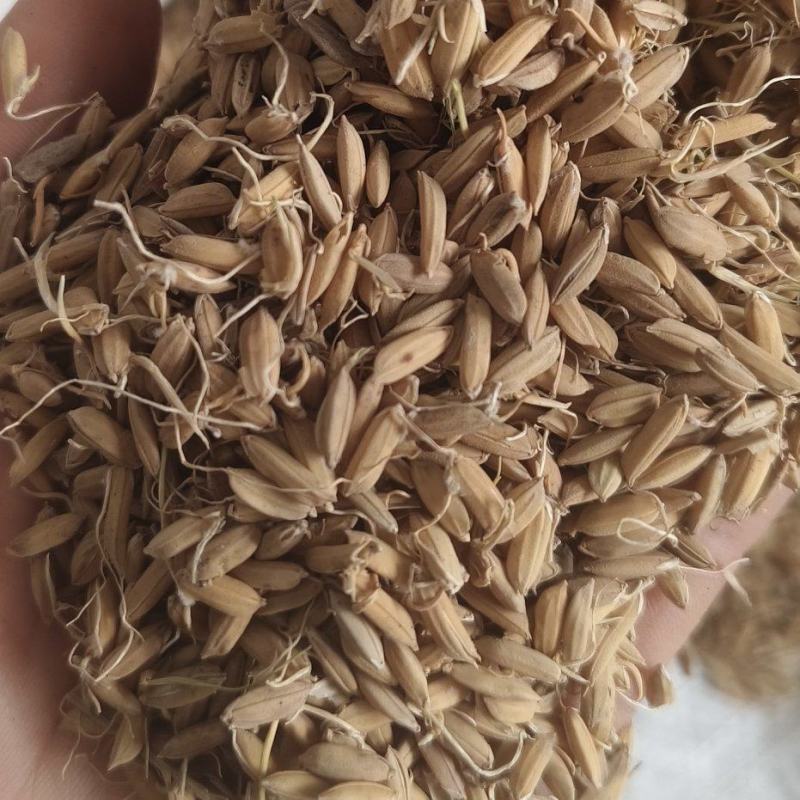 《稻芽》生稻芽炒稻芽干净无杂质实物拍摄