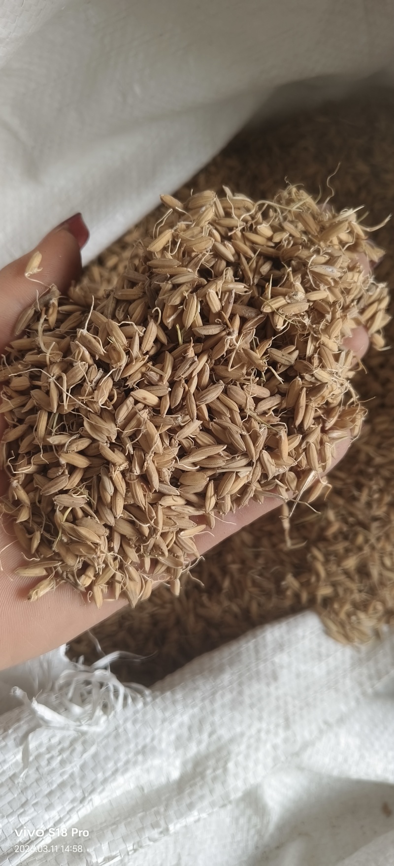 《稻芽》生稻芽炒稻芽干净无杂质实物拍摄