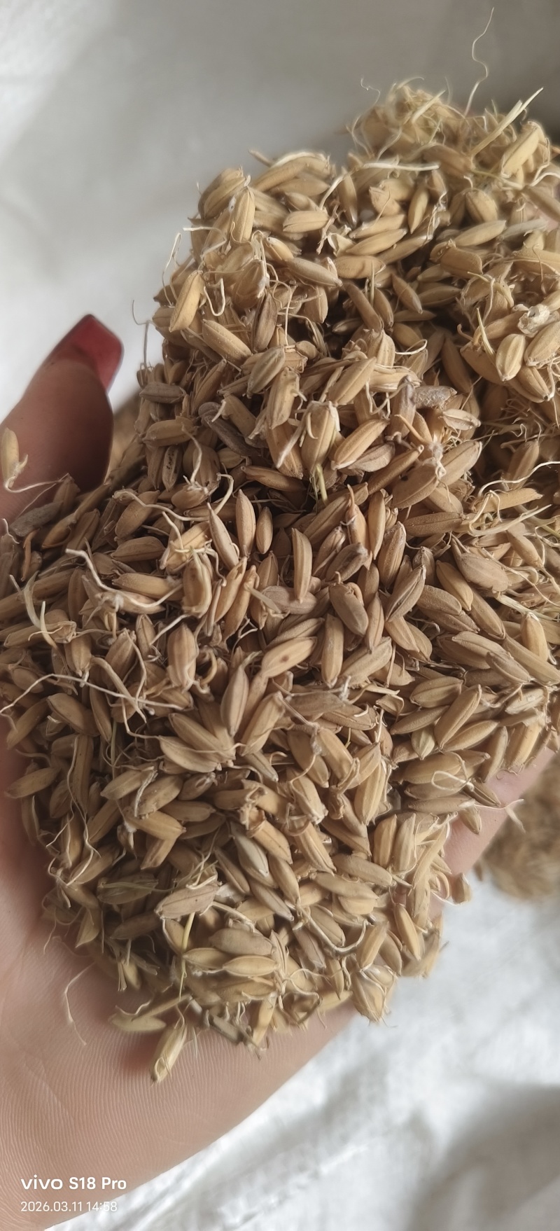 《稻芽》生稻芽炒稻芽干净无杂质实物拍摄