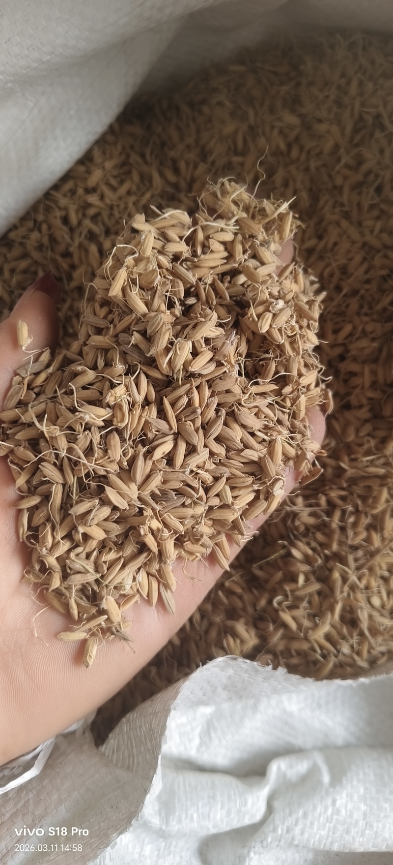 《稻芽》生稻芽炒稻芽干净无杂质实物拍摄