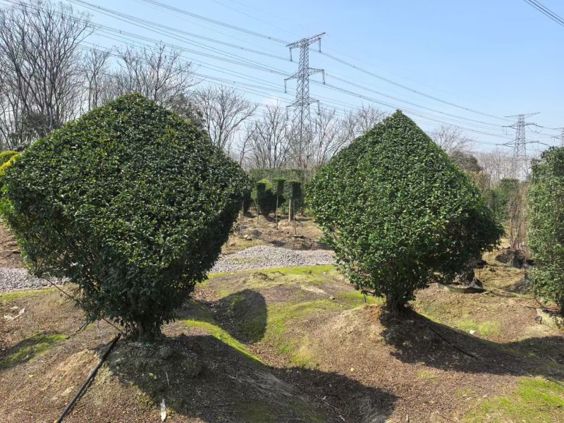造型小叶女贞菱形高度1.2m、1.5m、1.8m，欢迎订