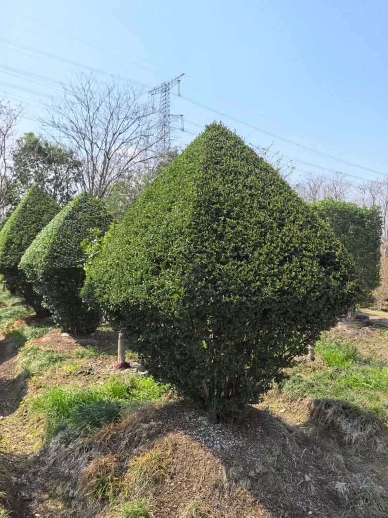 造型小叶女贞菱形高度1.2m、1.5m、1.8m，欢迎订