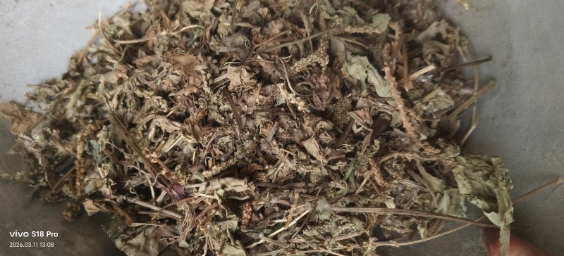 《车前草》野生车钱草干净无杂质