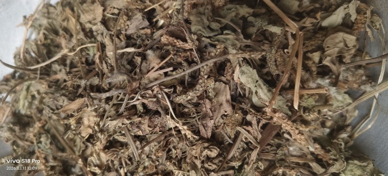 《车前草》野生车钱草干净无杂质