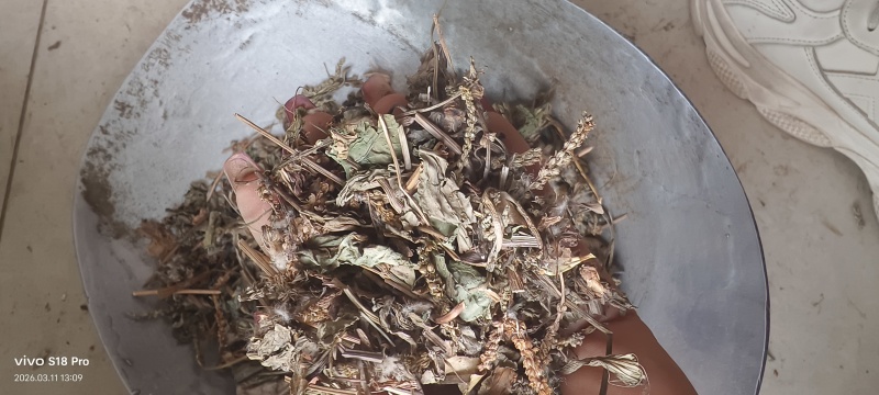 《车前草》野生车钱草干净无杂质