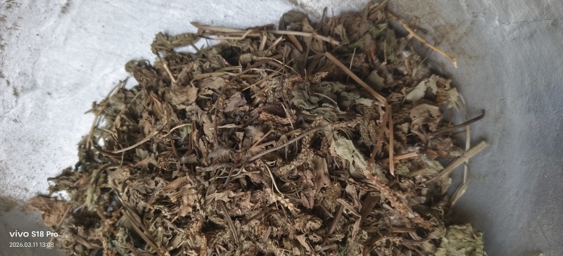 《车前草》野生车钱草干净无杂质