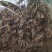 《车前草》野生车钱草干净无杂质