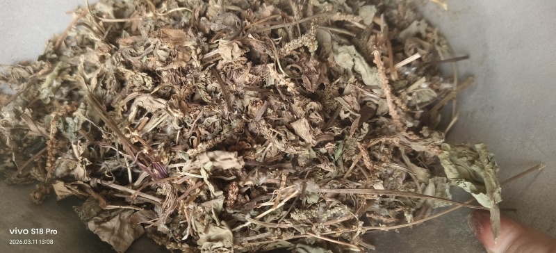 《车前草》野生车钱草干净无杂质