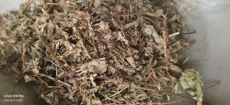《车前草》野生车钱草干净无杂质