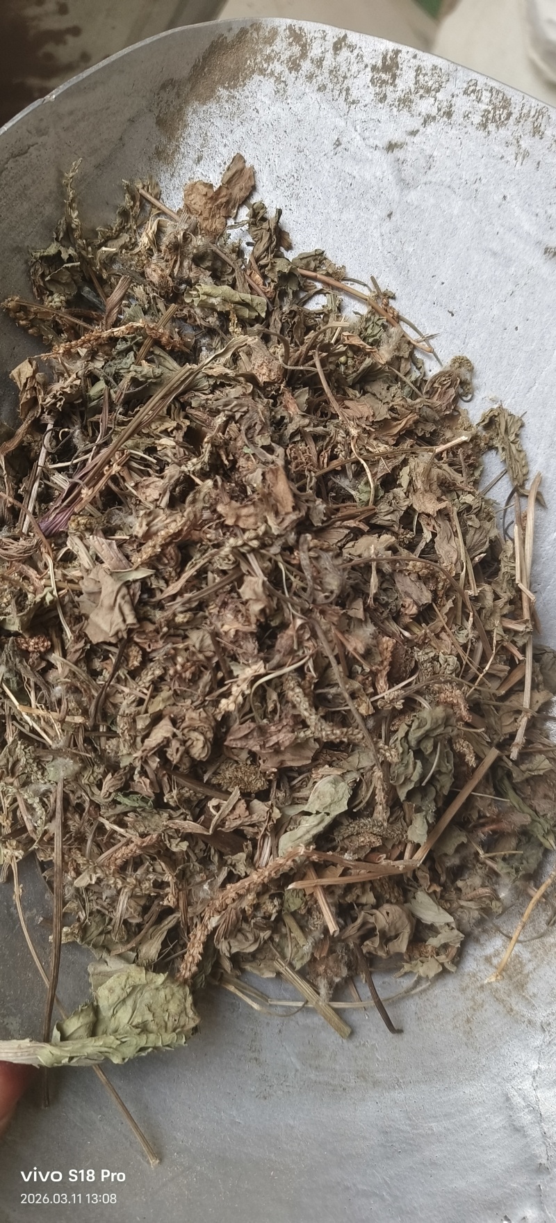 《车前草》野生车钱草干净无杂质