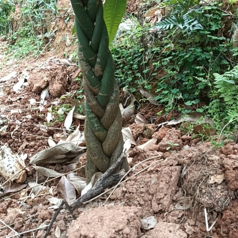 五辫发财树90~1米高地苗