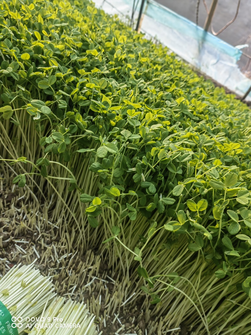 碗豆苗