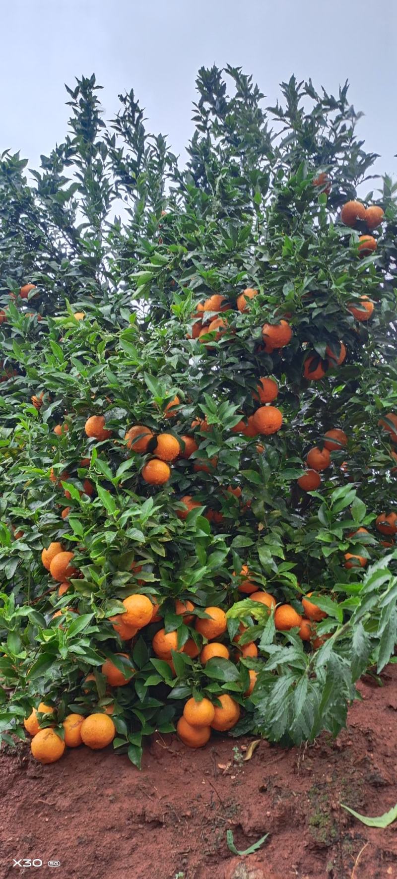 出售沃柑100亩，岩溪晚芦50亩