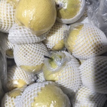 膜袋皇冠梨大量现货