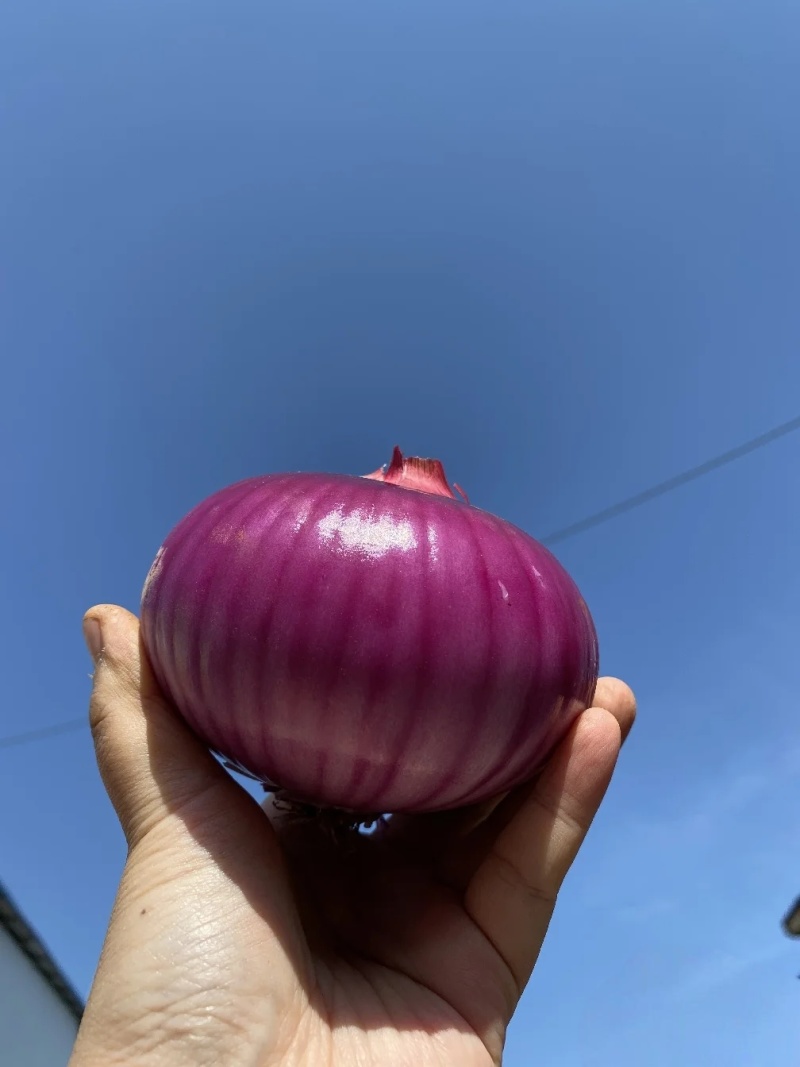 【紫皮洋葱】山东洋葱/日照紫皮洋葱/精选高品质/质量三包