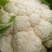 花菜菜花实花硬花西兰花城固产地大量上市