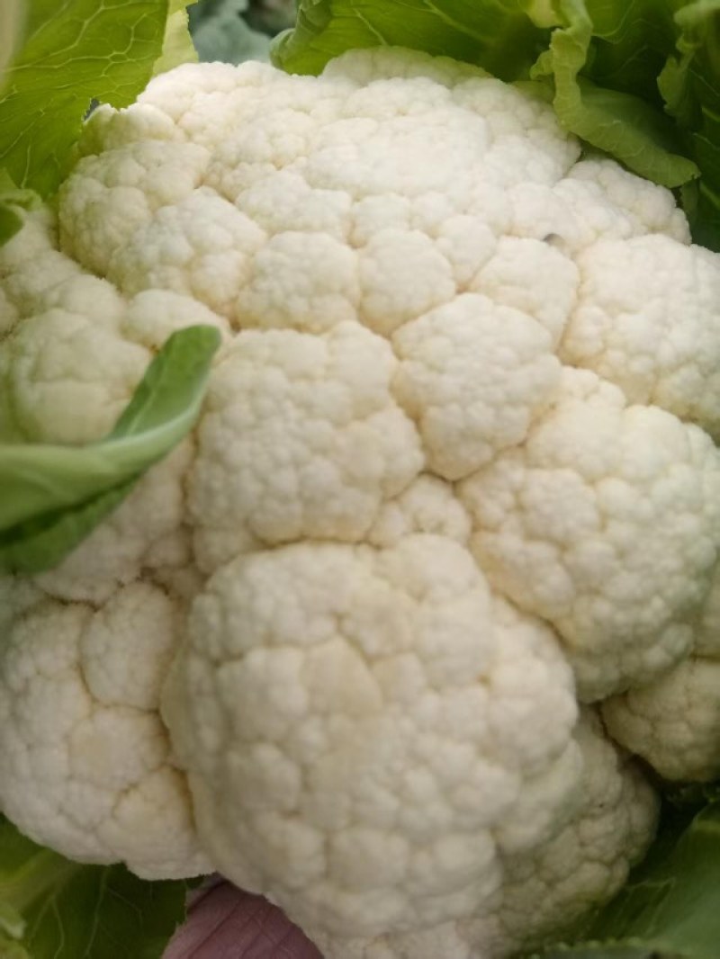 花菜菜花实花硬花西兰花城固产地大量上市