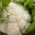 花菜菜花实花硬花西兰花城固产地大量上市