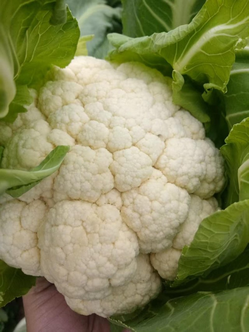 花菜菜花实花硬花西兰花城固产地大量上市
