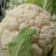 花菜菜花实花硬花西兰花城固产地大量上市