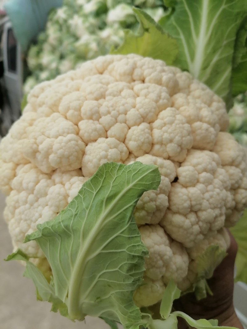 花菜菜花实花硬花西兰花城固产地大量上市