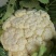 花菜菜花实花硬花西兰花城固产地大量上市