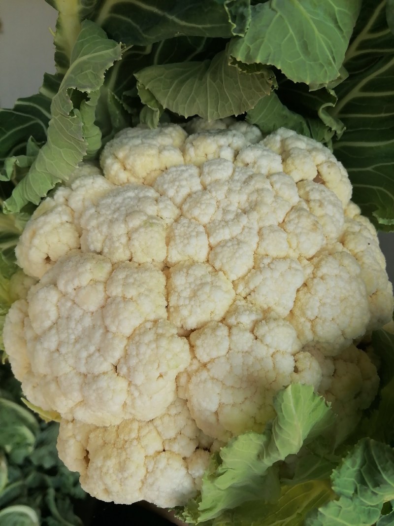 花菜菜花实花硬花西兰花城固产地大量上市