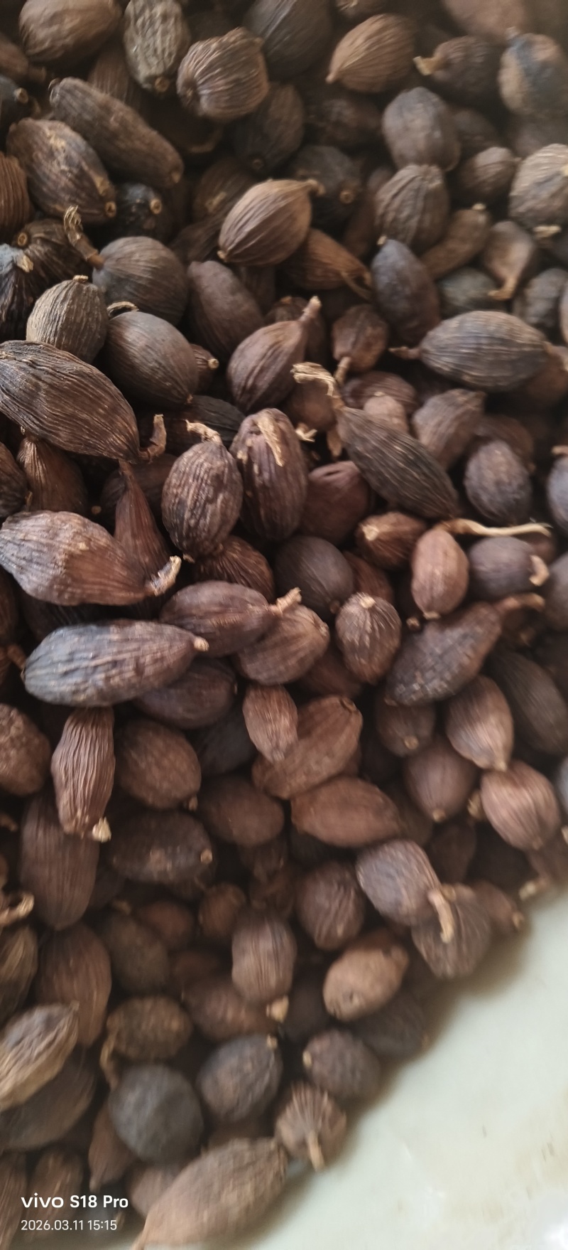 《草果》精品草果量大从优