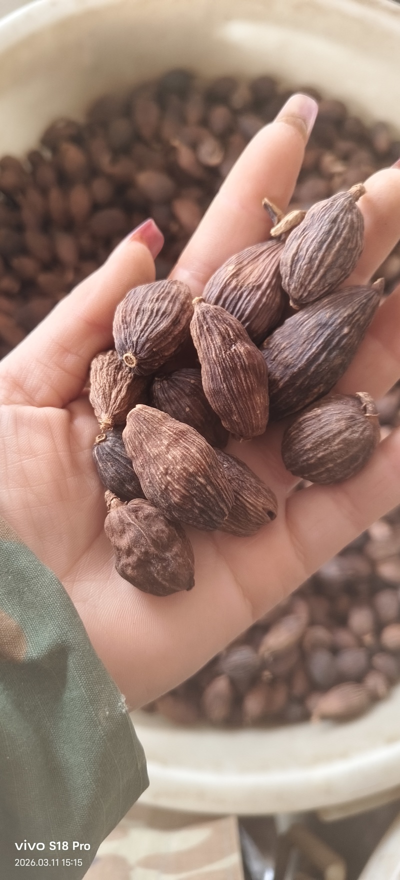 《草果》精品草果量大从优