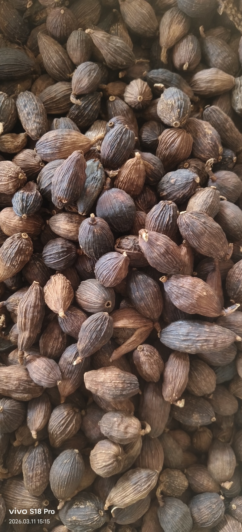 《草果》精品草果量大从优