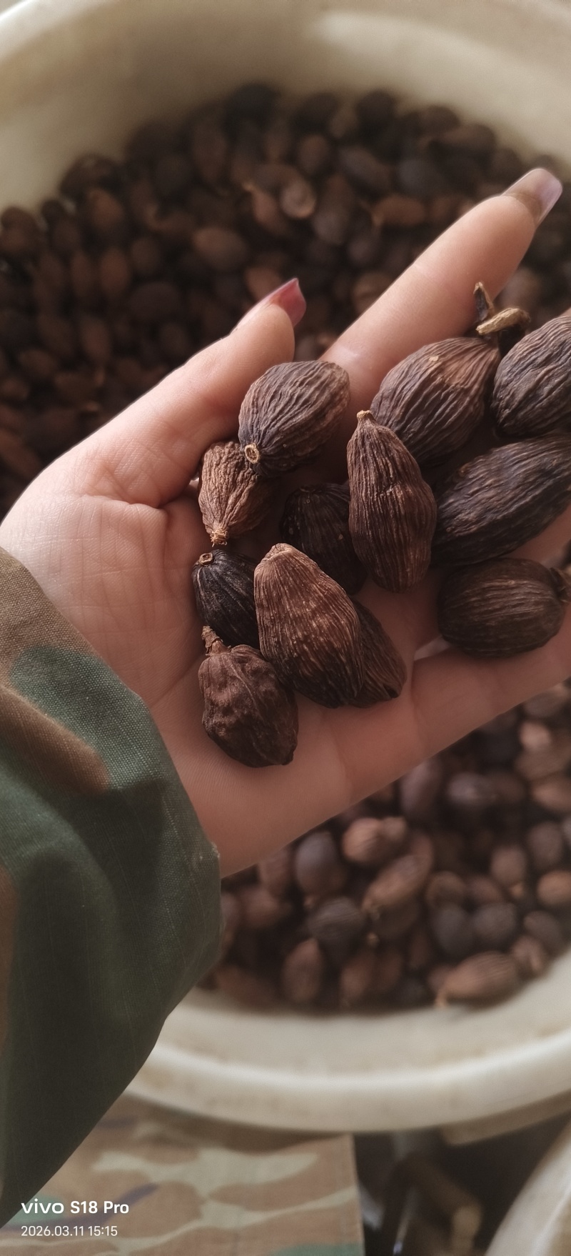 《草果》精品草果量大从优