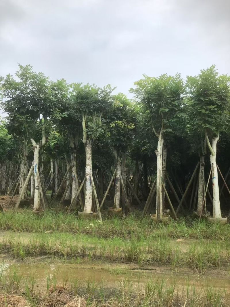 桃花心木5-20分大量出售