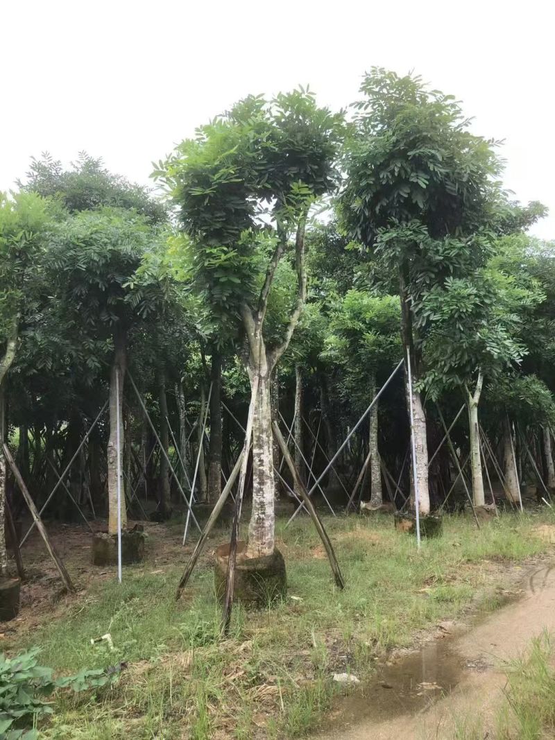 桃花心木5-20分大量出售