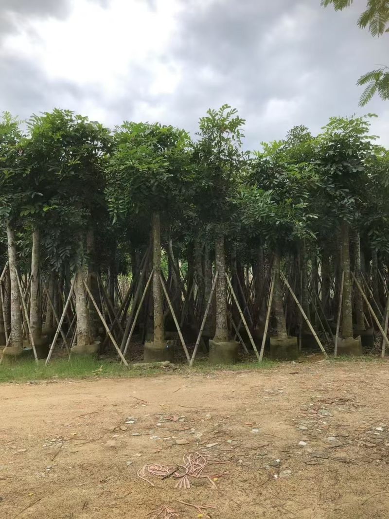 桃花心木5-20分大量出售