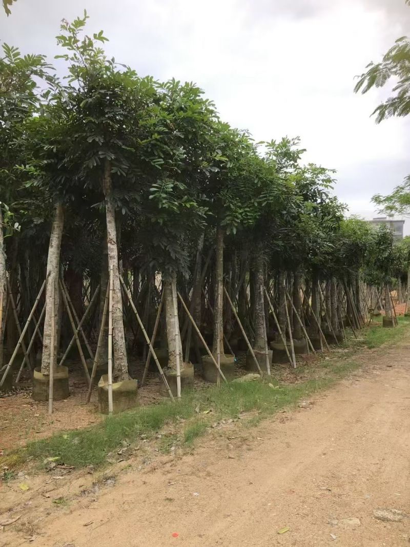 桃花心木5-20分大量出售