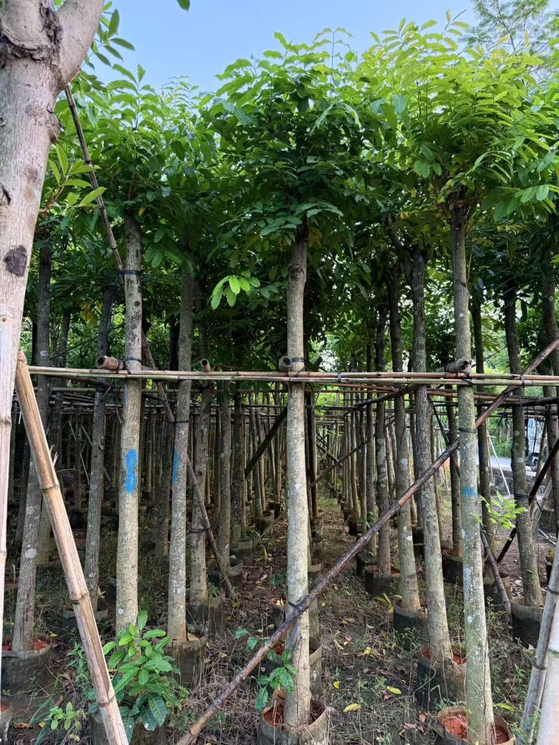 桃花心木5-20分大量出售