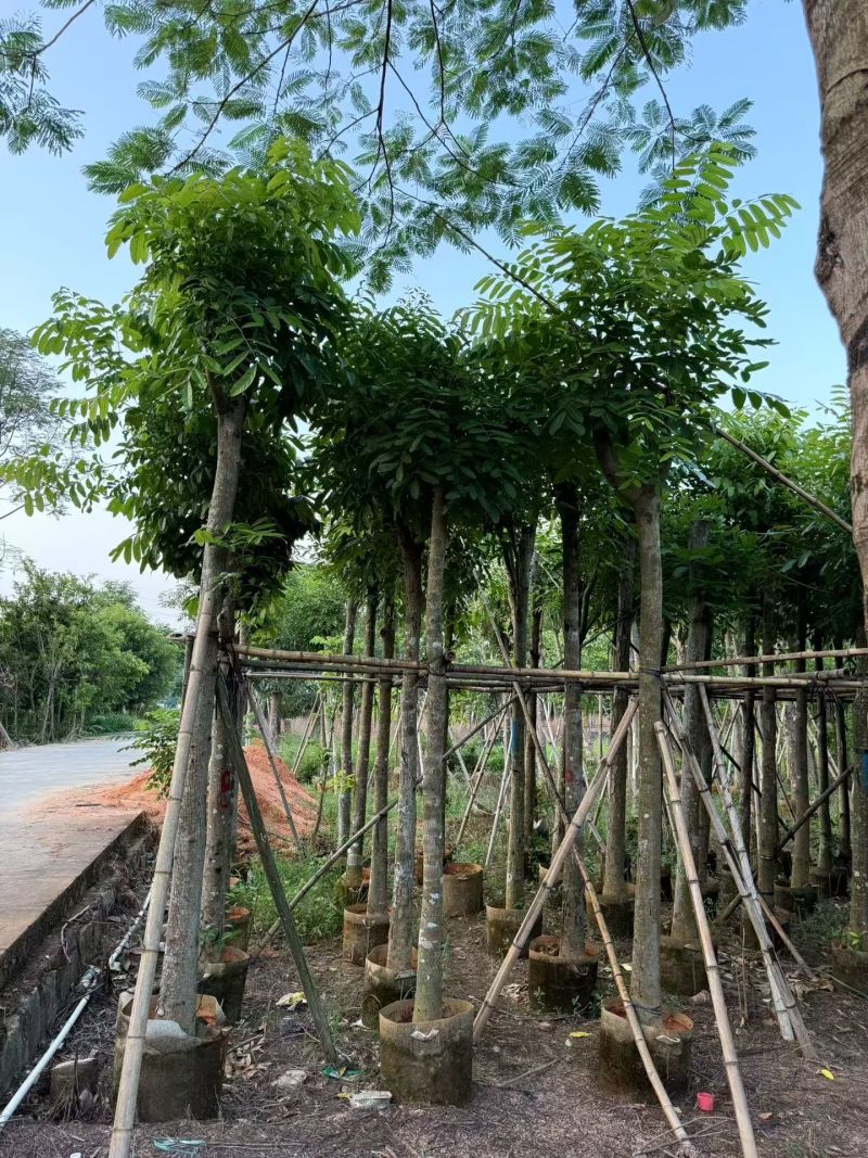 桃花心木5-20分大量出售
