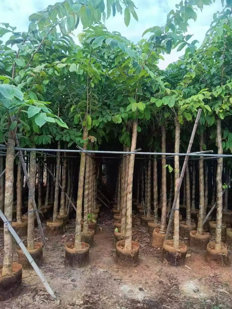 大叶紫薇5至12分大量出信