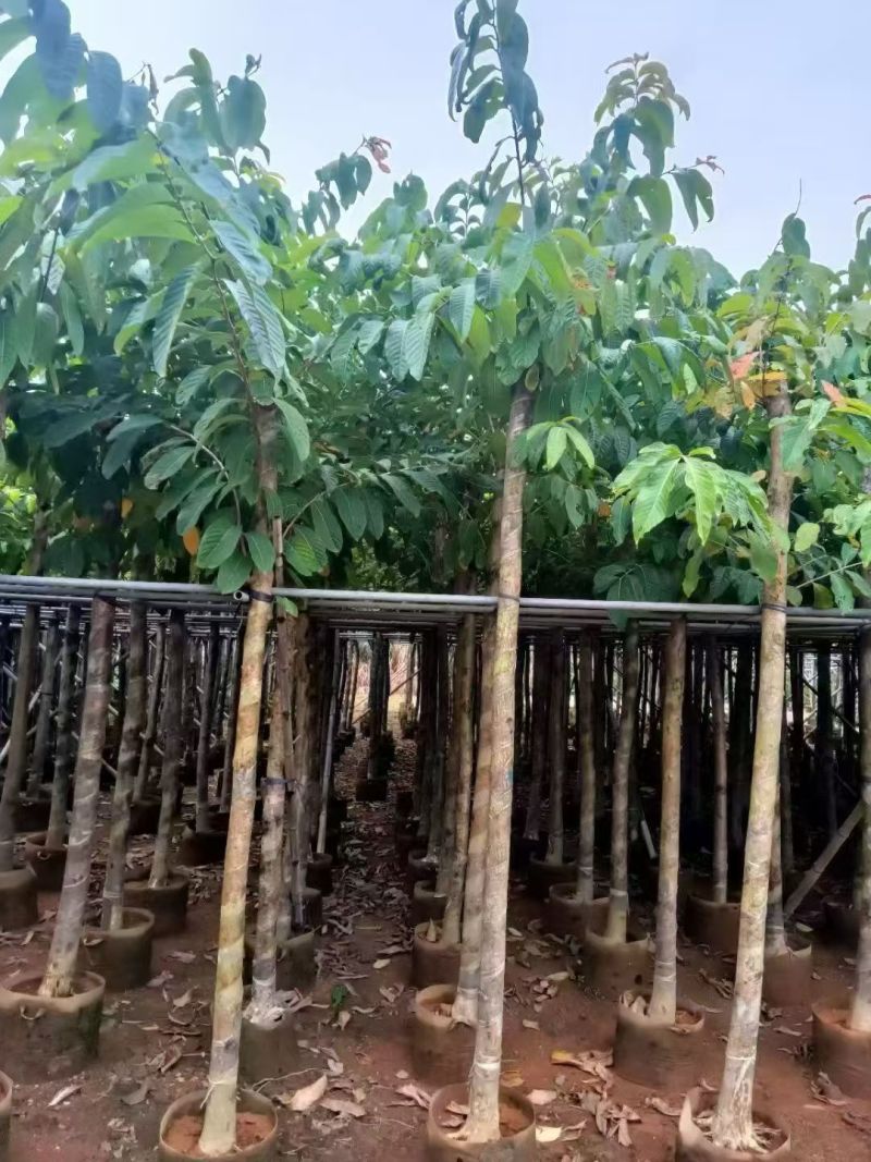 大叶紫薇5至12分大量出信
