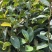 软枝油茶直生苗白花（高产、易种植，好管理）