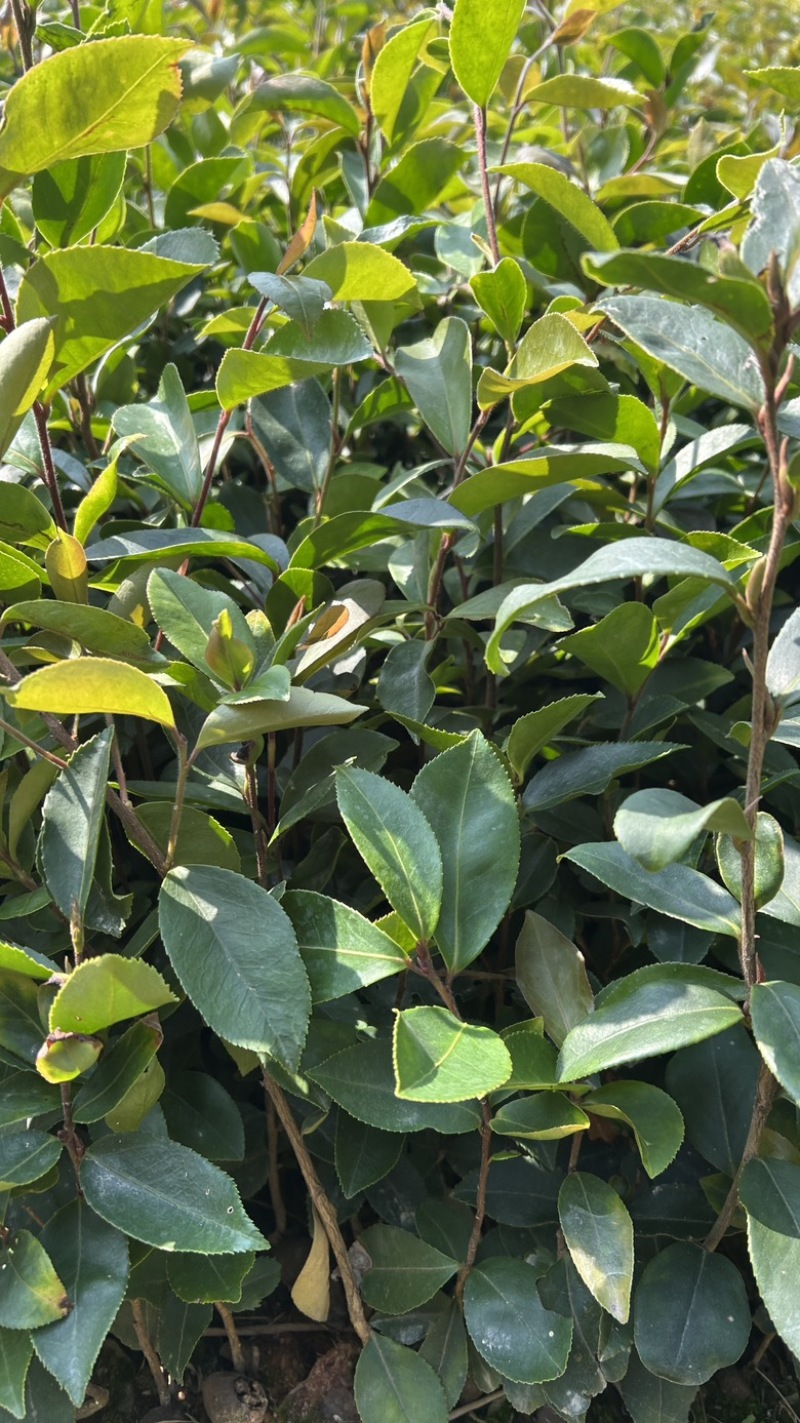 软枝油茶直生苗白花（高产、易种植，好管理）